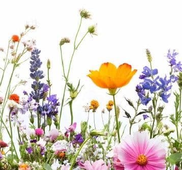 Blumen & Eis